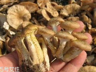 榛蘑和香菇能一起吃嗎？