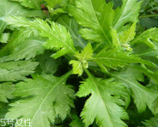 菊花腦的禁忌人群 哪些人不能吃菊花腦？