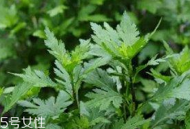 菊花腦是溫性還是涼性？菊花腦是涼性嗎？