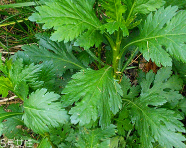 菊花腦是溫性還是涼性？菊花腦是涼性嗎？