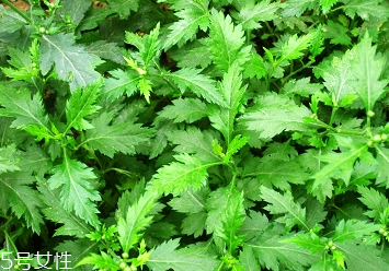 菊花腦的種植 菊花腦怎么種？