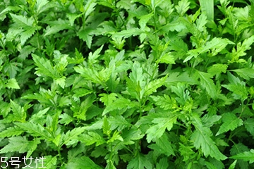 菊花腦可以涼拌嗎？菊花腦涼拌好吃嗎？