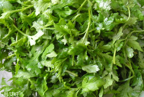 菊花腦是苦的嗎？菊花腦苦不苦？