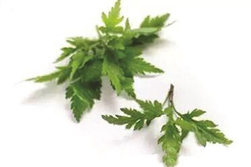 菊花腦是苦的嗎？菊花腦苦不苦？