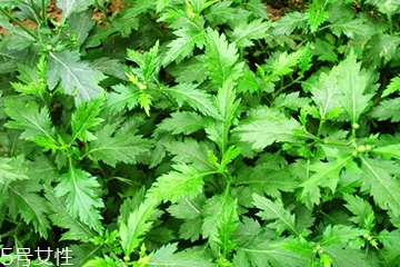 菊花腦和南瓜能一起吃嗎？菊花腦能和水果一起吃嗎？