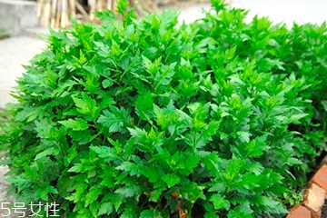 菊花腦的好處，吃了菊花腦有什么效果?