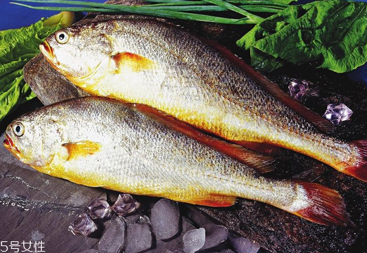 黃花魚(yú)是發(fā)物嗎？黃花魚(yú)是涼性的嗎？