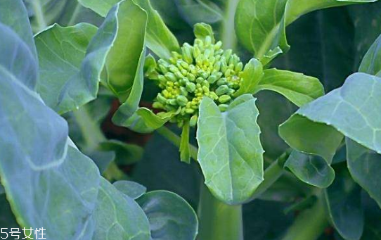 芥蘭能炒牛肉嗎？芥蘭炒牛肉的做法