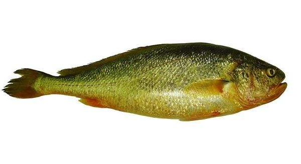 黃花魚清蒸好吃嗎？黃花魚清蒸的味道