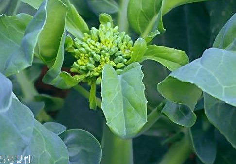 芥蘭會引起皮膚過敏嗎？芥蘭是發(fā)物嗎？