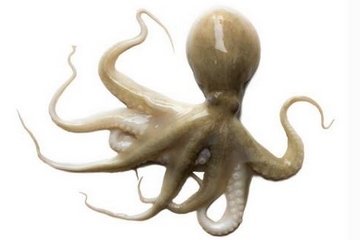 章魚是什么顏色？章魚是什么樣子？