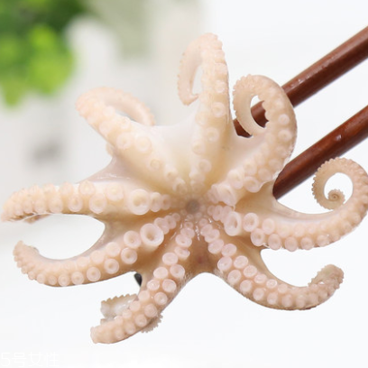 章魚是什么顏色？章魚是什么樣子？