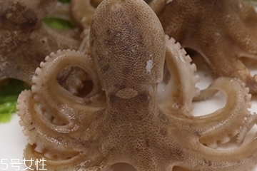 章魚是軟體動(dòng)物嗎？章魚屬于軟體動(dòng)物嗎？