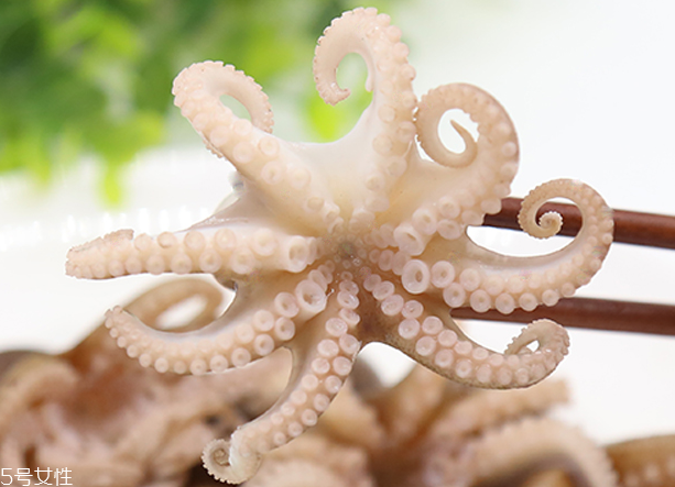 章魚是軟體動(dòng)物嗎？章魚屬于軟體動(dòng)物嗎？