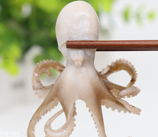 章魚是軟體動(dòng)物嗎？章魚屬于軟體動(dòng)物嗎？