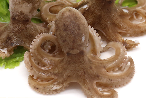 章魚會噴墨汁嗎？章魚的墨汁能吃嗎？