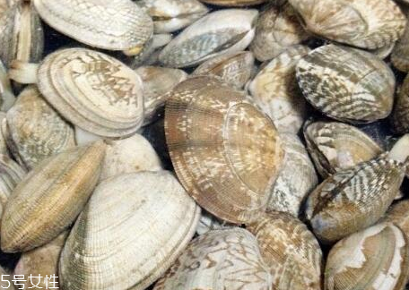 文蛤的形態(tài)特征 文蛤長(zhǎng)什么樣子？