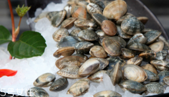 文蛤的選購(gòu)技法 文蛤怎么挑選？