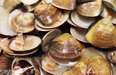 文蛤和蛤蜊是一樣的嗎？