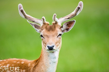 鹿肉是什么鹿的肉？吃鹿肉犯法嗎？