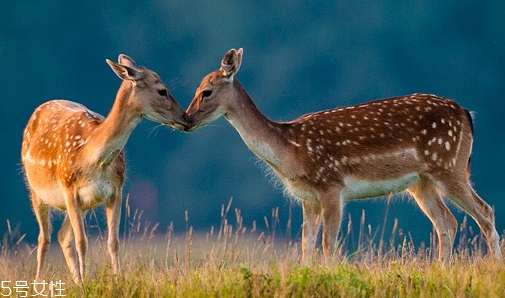 鹿肉是什么鹿的肉？吃鹿肉犯法嗎？