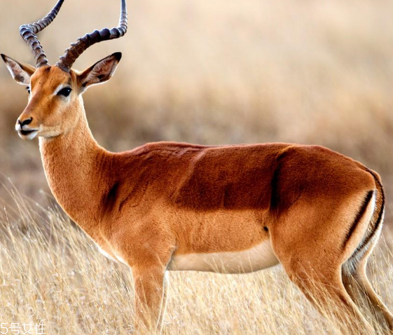 鹿肉是什么鹿的肉？吃鹿肉犯法嗎？