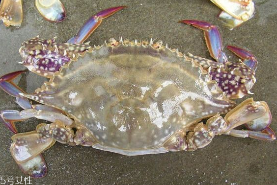 梭子蟹和飛蟹的區(qū)別？飛蟹是梭子蟹嗎？