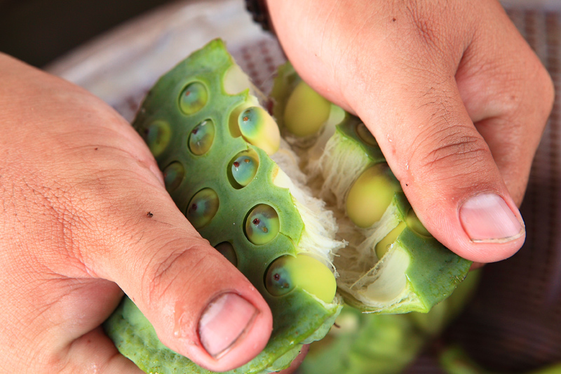 雪蓮子和蓮子的區(qū)別 雪蓮子和蓮子介紹 雪蓮子和蓮子的區(qū)別 雪蓮子和蓮子介紹