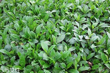 馬蘭頭是什么？什么是馬蘭頭？