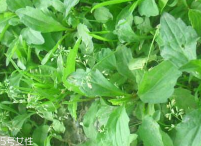 馬蘭頭是什么？什么是馬蘭頭？