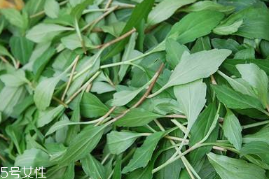 馬蘭頭對人的好處？馬蘭頭有什么好處？