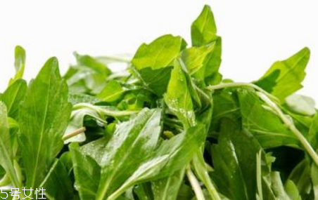 馬蘭頭是板藍(lán)根嗎？