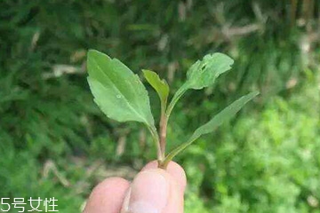 馬蘭頭的味道 馬蘭頭好吃嗎？