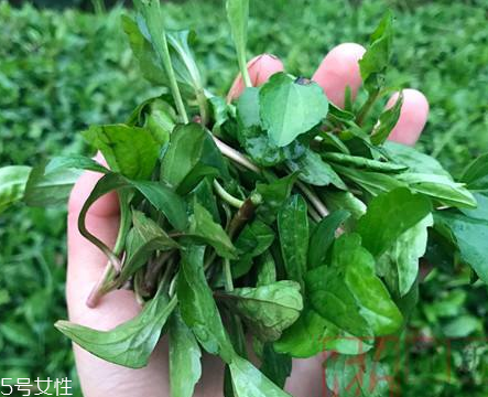 馬蘭頭和蝦能一起吃嗎？馬蘭頭和蝦能一起吃