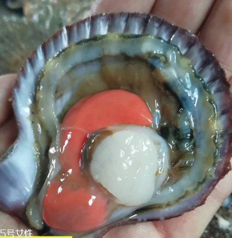 扇貝肉的做法 扇貝肉怎么做好吃？