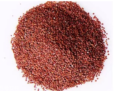 海藻面膜是什么種子？海藻面膜到底是什么？