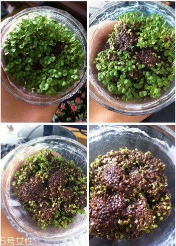 海藻面膜是補(bǔ)水的嗎？海藻面膜有補(bǔ)水效果嗎？