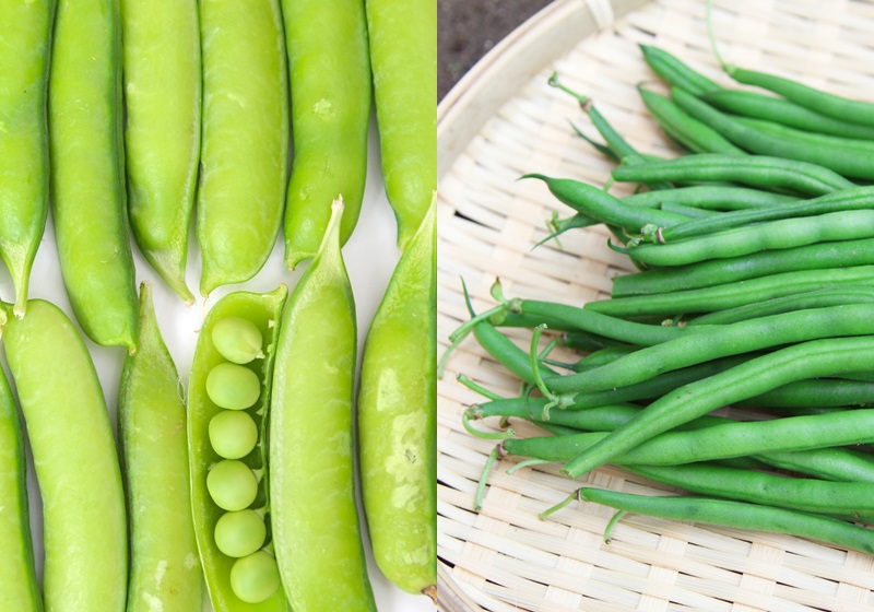 不同的豆類有哪些營養(yǎng)物質 不同豆類補充什么營養(yǎng) 不同的豆類有哪些營養(yǎng)物質 不同豆類補充什么營養(yǎng)