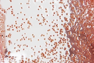 海藻面膜能加蜂蜜嗎？蜂蜜和海藻做面膜好嗎？