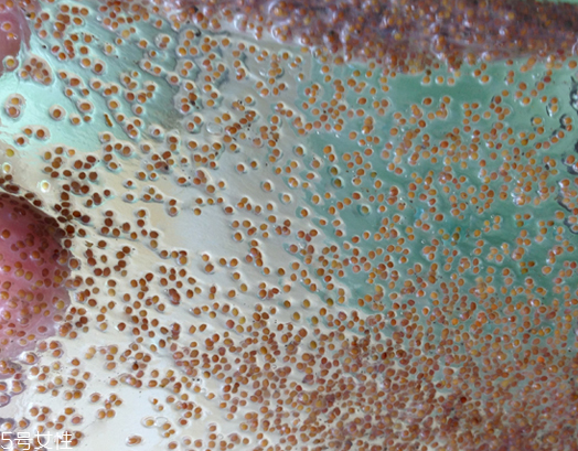 海藻面膜能去黑頭嗎？海藻面膜有去黑頭功效嗎？