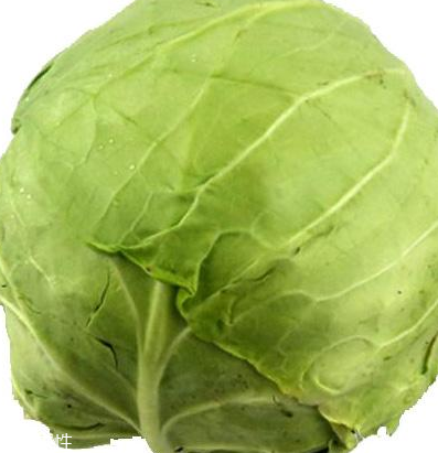 牛心菜怎么種植？牛心菜能種嗎？