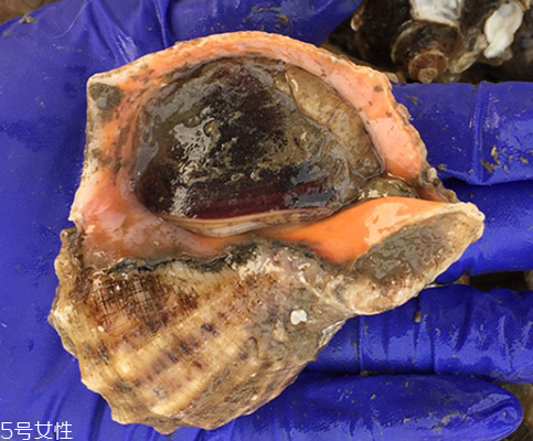 海螺開水還是冷水下鍋？海螺冷水還是熱水煮？