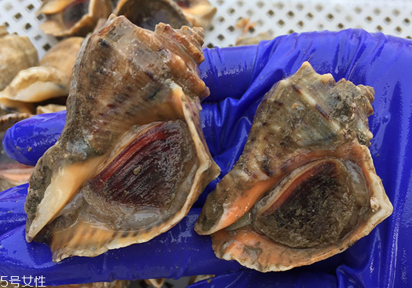 海螺開水還是冷水下鍋？海螺冷水還是熱水煮？