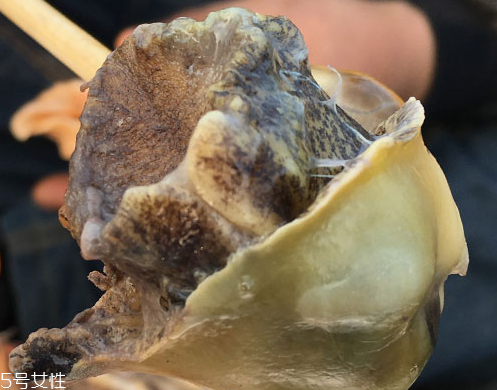 海螺可以隔夜吃嗎？海螺煮熟隔夜能吃嗎？