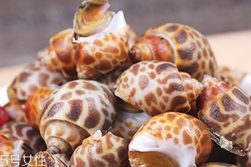 海螺能活幾天？海螺無水可以活幾天？