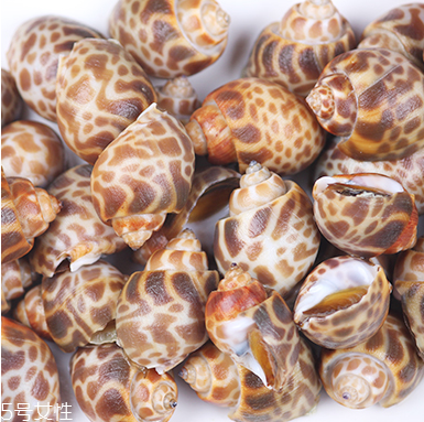 海螺能活幾天？海螺無(wú)水可以活幾天？