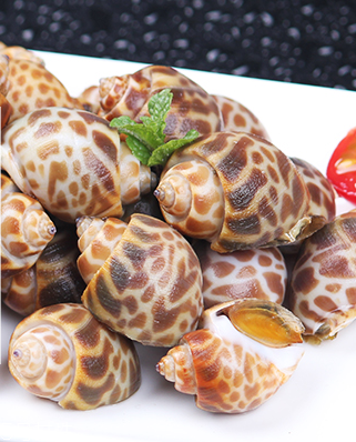 海螺能活幾天？海螺無(wú)水可以活幾天？