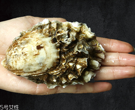 生蠔是蒸還是煮？生蠔蒸好吃還是煮好吃？