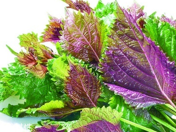 紫蘇葉的養(yǎng)殖方法 紫蘇葉怎么養(yǎng)殖？