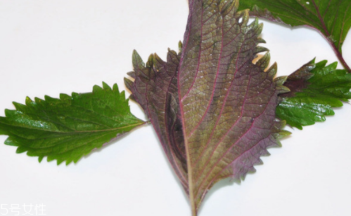 紫蘇葉的養(yǎng)殖方法 紫蘇葉怎么養(yǎng)殖？